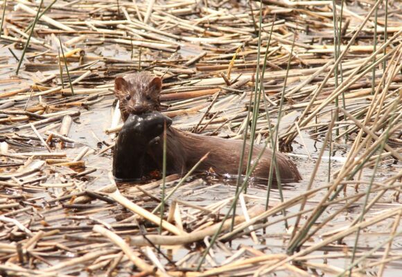 Mink eating a baby Muskrat &copy; © Caleb Putnam