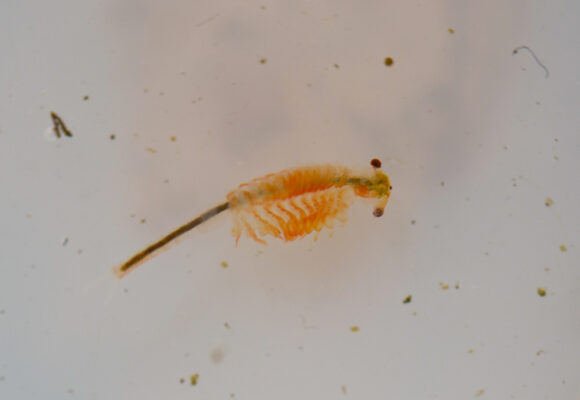 Knobbedlip Fairy Shrimp (<i>Eubranchipus bundyi</i>) &copy; © Nathaniel Sharp