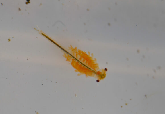 Knobbedlip Fairy Shrimp (<i>Eubranchipus bundyi</i>) &copy; © Nathaniel Sharp