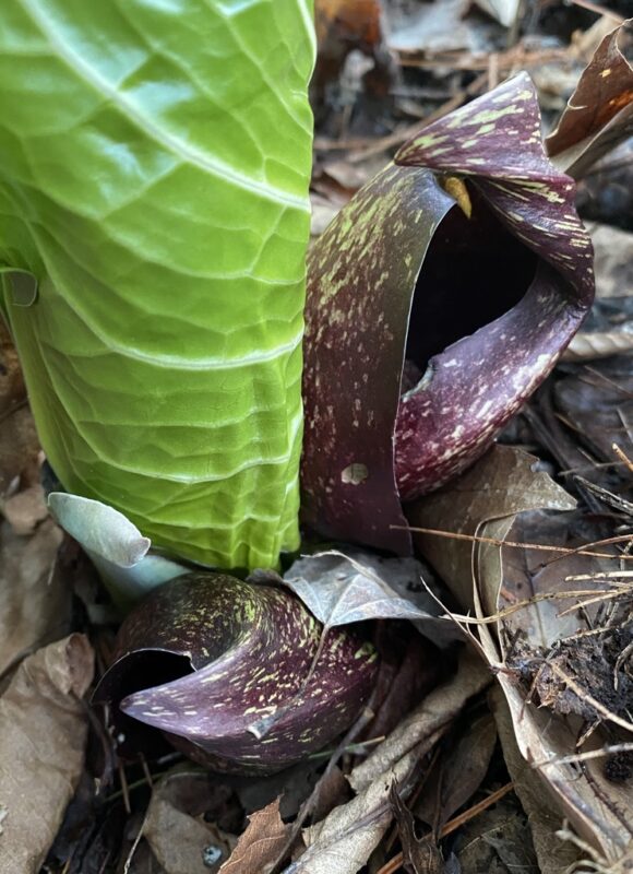 Eastern Skunk Cabbage (<i>Symplocarpus foetidus</i>) &copy; © Meg Madden