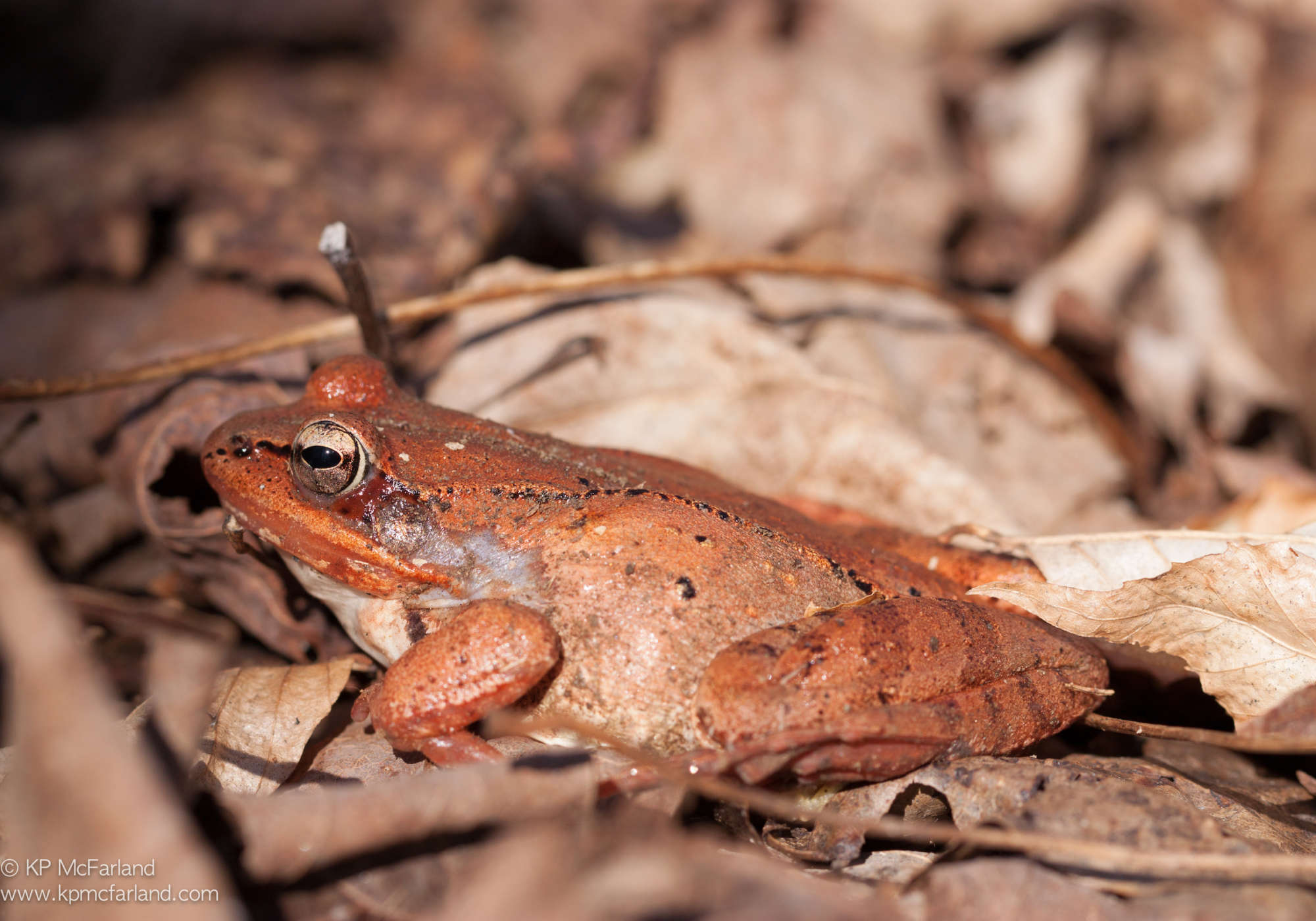 Wood Frog emerging in early spring. &copy; Kent McFarland