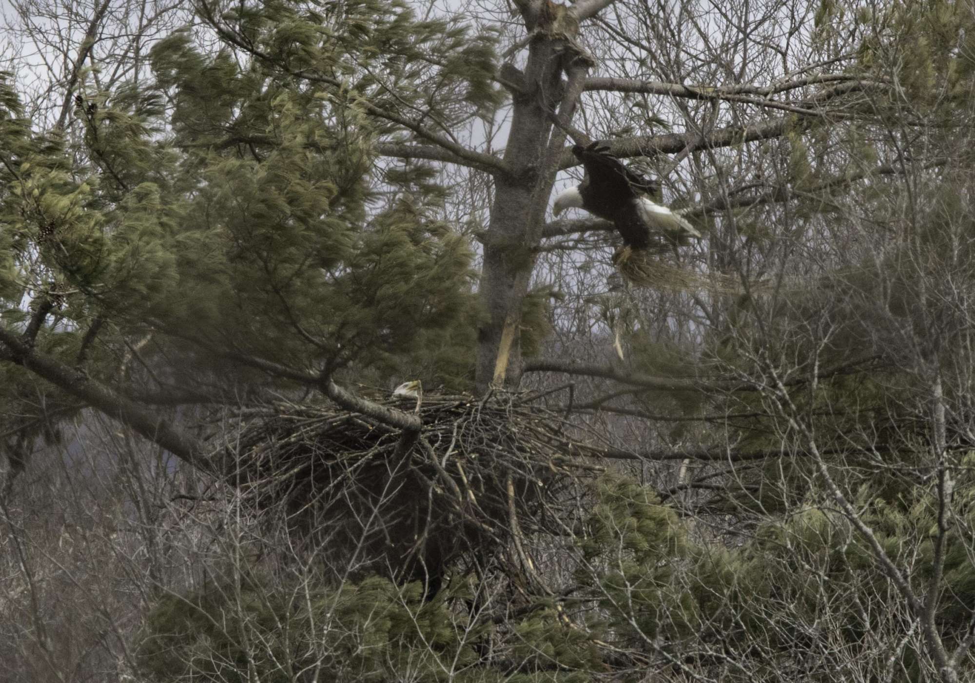 Delivering material to the nest. &copy; K.P. McFarland