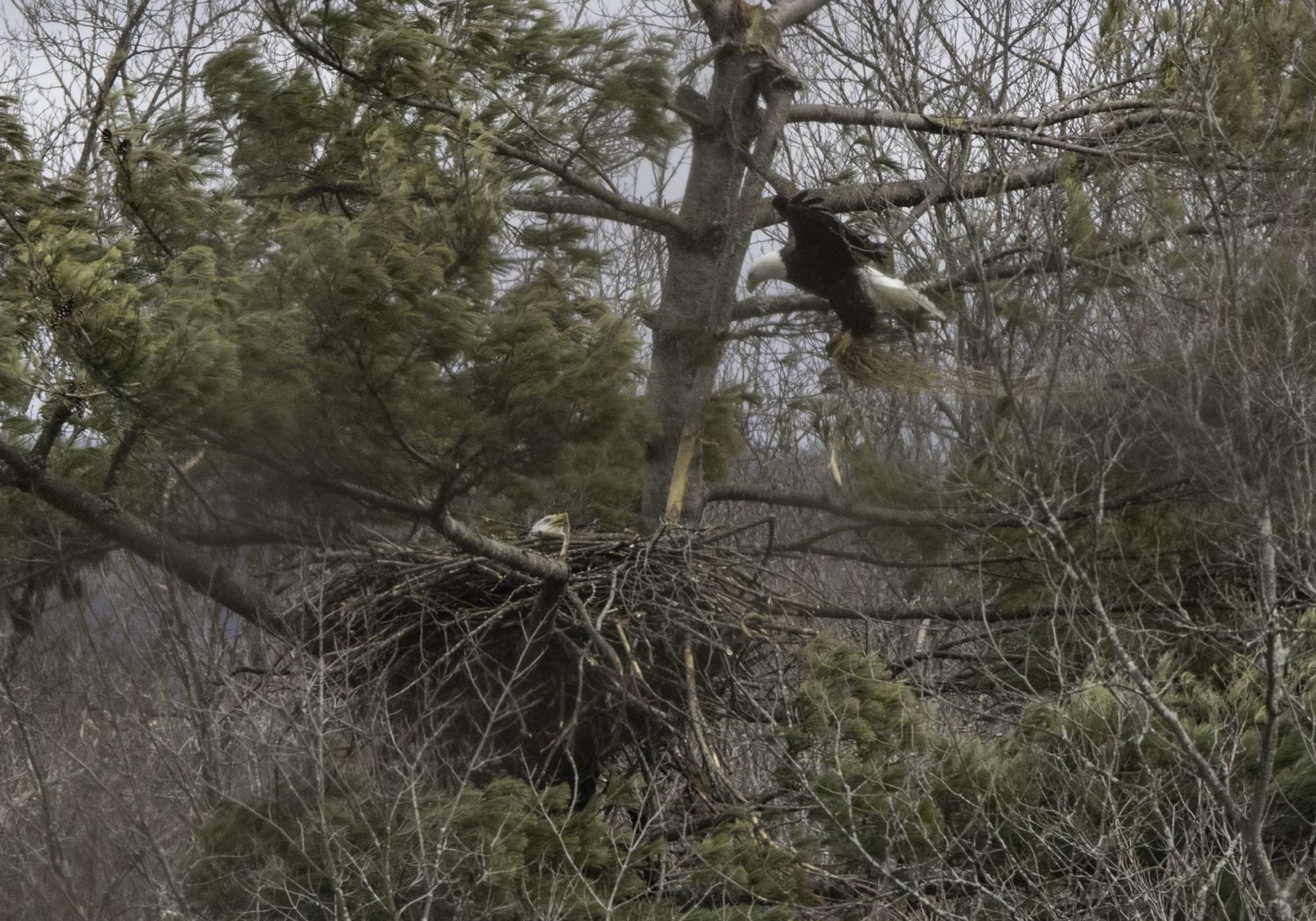 Delivering material to the nest. K.P. McFarland