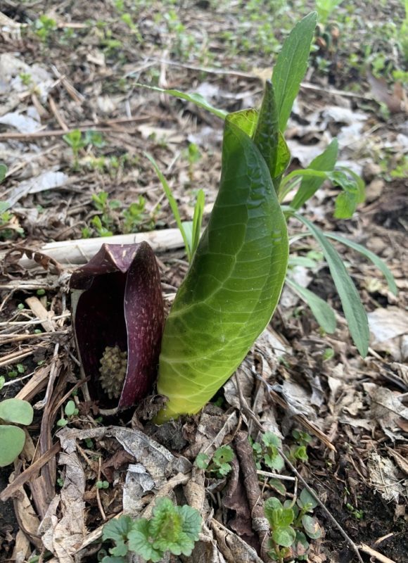 12257, , large (45), , , image/jpeg, https://media.vtecostudies.org/wp-content/uploads/2022/02/08183758/large-45.jpg, 768, 1024, Array, Array © msetzke - iNaturalist