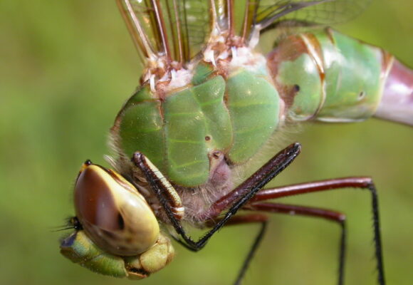Common Green Darner (<i>Anax junius</i>) &copy; © K.P. Mcfarland