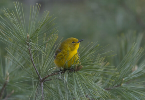 A Pine Warbler, true to its name in this instance, perches in an Eastern White Pine on a spring morning in Shelburne, VT. &copy; © Nathaniel Sharp