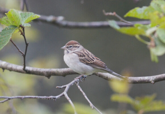 Chipping Sparrows, with a song quite similar to the Pine Warbler's, are also usually some of the first migrants to arrive to Vermont in Spring. &copy; © Nathaniel Sharp