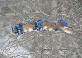 March 2022 Photo-observation of the Month