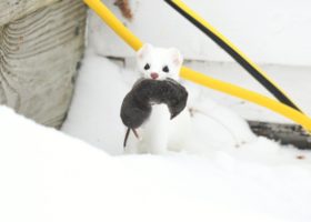 February 2022 Photo-observation of the Month