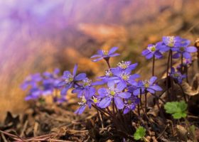 Field Guide to April 2022