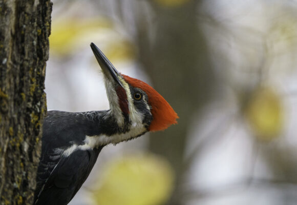 Pileated Woodpecker &copy; © Lorie Shaull