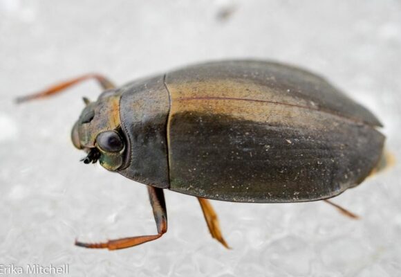 Whirligig Beetle &copy; © Erika Mitchell