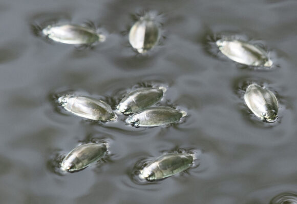 Whirligig Beetles &copy; © Keith Martin-Smith