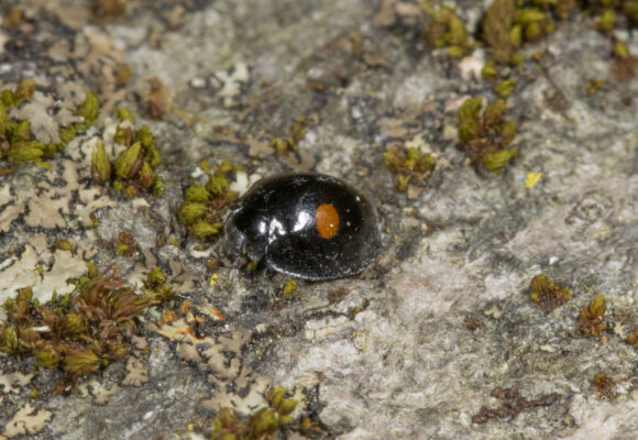 Twice-stabbed Lady Beetle &copy; © K.P. McFarland