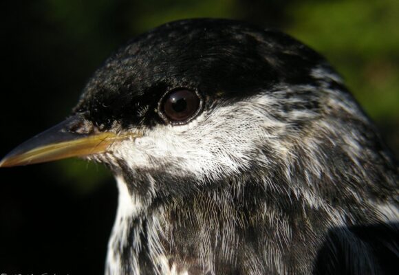 Blackpoll Warbler &copy; © K.P. McFarland