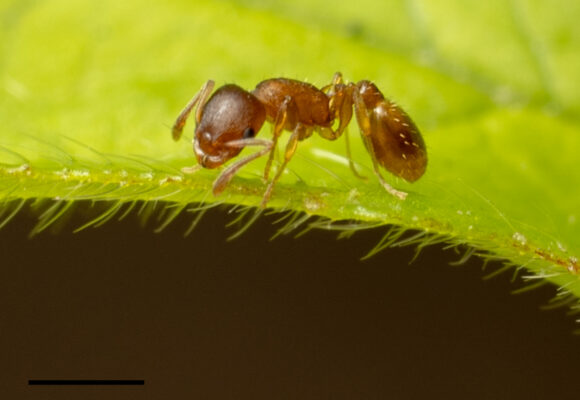 Doubtful Acorn Ant (<i>Temnothorax ambiguus</i>) &copy; © Jesse Rorabaugh