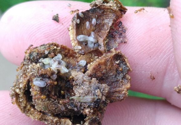 <i>Temnothorax</i> nest in a gall &copy; © Isaac Winkler