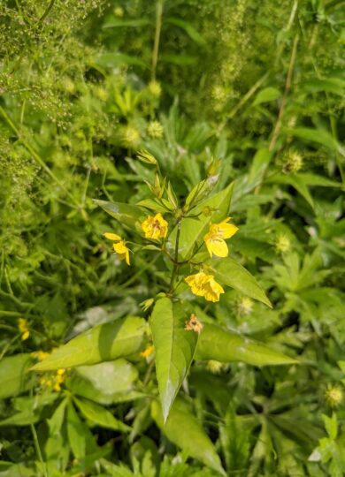 Fringed Loosestrife (<i>Lysimachia ciliata</i>) &copy; © Spencer Hardy