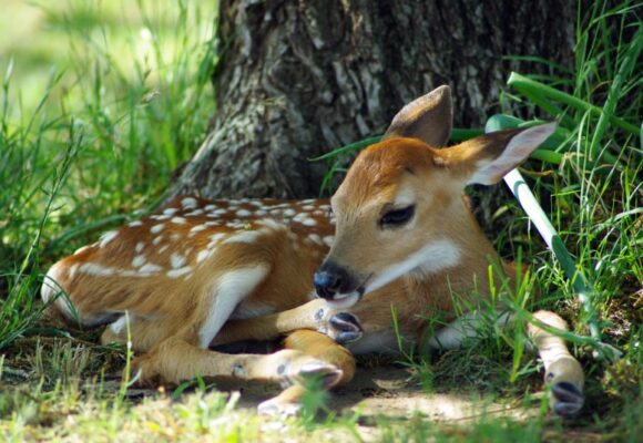 Fawn &copy; © Becky McCray