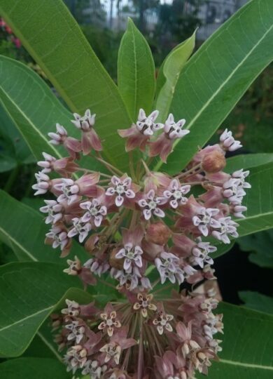 Common Milkweed (<i>Asclepias syriaca</i>) &copy; © Nonbinary-Naturalist on iNaturalist