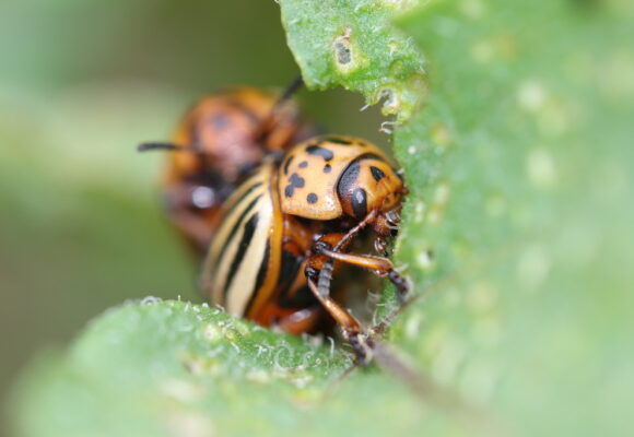 Colorado Potato Beetle (<i>Leptinotarsa decemlineata</i>) &copy; © Spencer Hardy