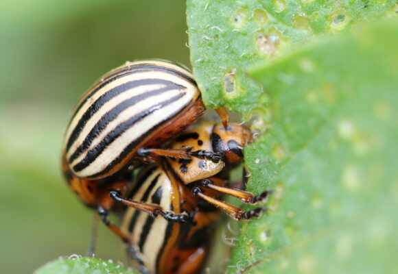 Colorado Potato Beetle (<i>Leptinotarsa decemlineata</i>) &copy; © Spencer Hardy