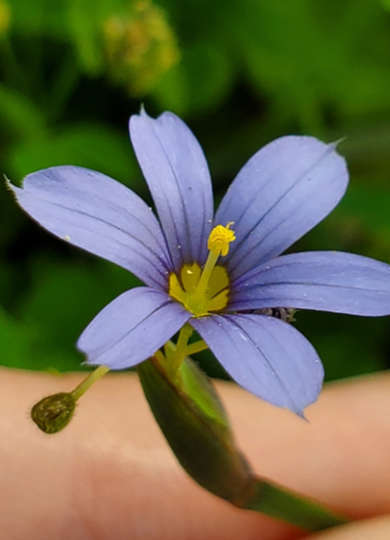 Narrow-leaved Blue-eyed Grass (<i>Sisyrinchium angustifolium</i>) &copy; © lightbed on iNaturalist