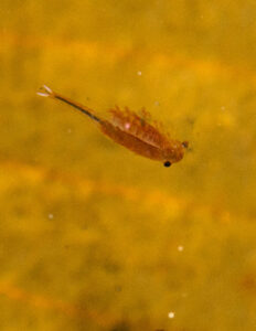 Fairy Shrimp Survey Results in New Species for Vermont