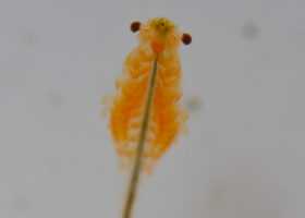 Fairy Shrimp Survey Results in New Species for Vermont