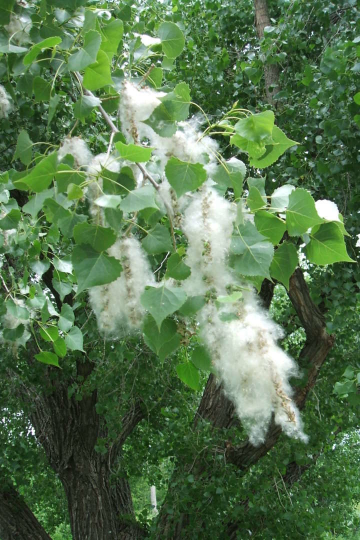Cottonwood Seeds © John Lillis