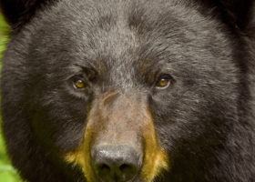 May 2022 Photo-observation of the Month