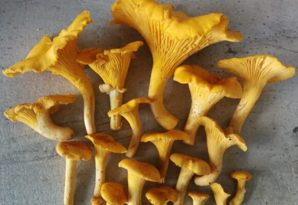 Golden Chanterelle (<i>Cantharellus cibarius</i>) &copy; © Lili Theresa on iNaturalist