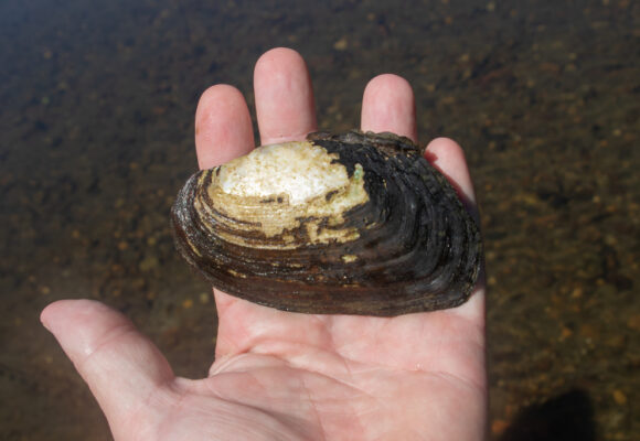 Flutedshell (<i>Lasmigona costata</i>) &copy; © K.P. McFarland