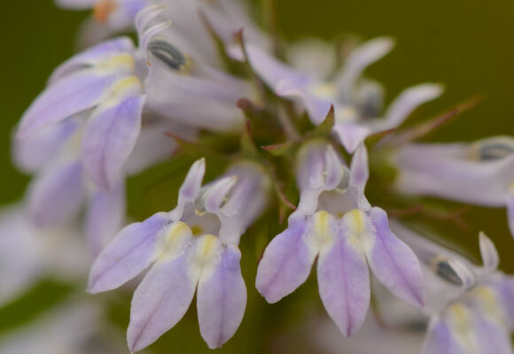 Pale-spiked Lobelia (<i>Lobelia spicata</i>) &copy; © Joshua Mayer