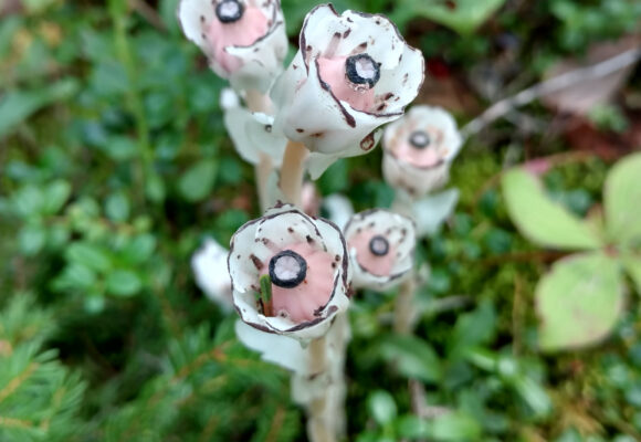 Ghost Pipes (<i>Monotropa uniflora</i>) &copy; © Patrick Dockens