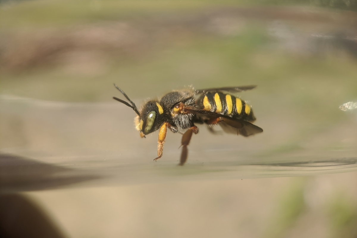 Oblong Woolcarder Bee (<i>Anthidium oblongatum</i>) &copy; © Spencer Hardy