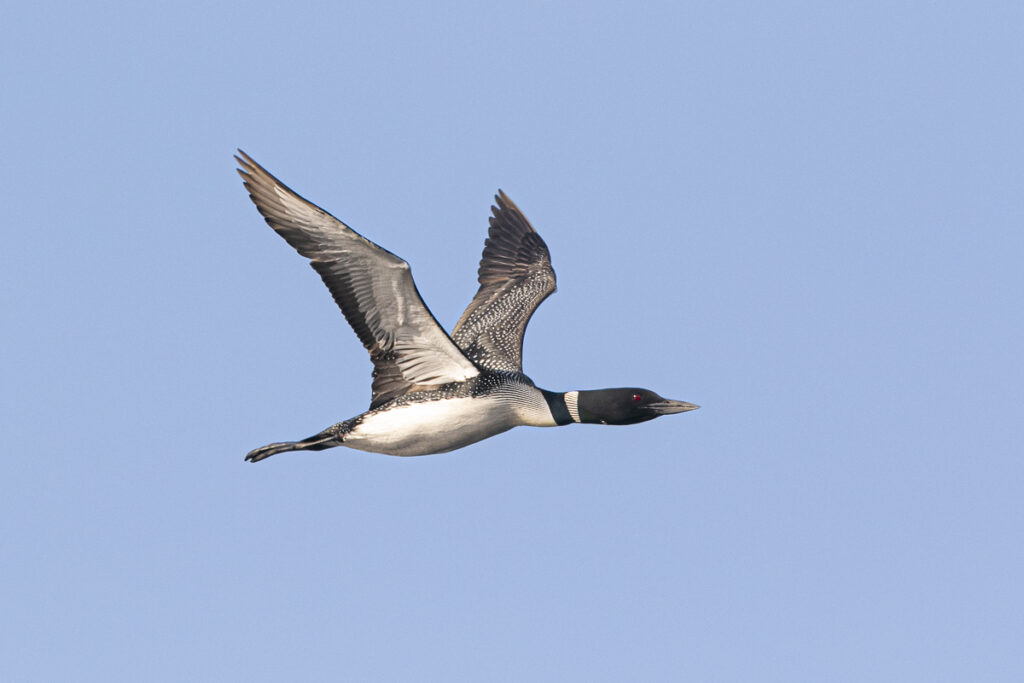 Loon Update July 2022