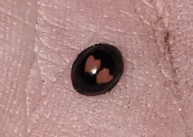 June 2022 Photo-observation of the Month