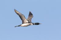 Loon Update July 2022