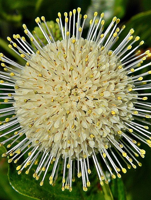 12612, , Common_buttonbush_(Cephalanthus_occidentalis)_(7030715225), , , image/jpeg, https://media.vtecostudies.org/wp-content/uploads/2022/07/08182759/Common_buttonbush_Cephalanthus_occidentalis_7030715225.jpg, 768, 768, Array, Array © Bob Peterson