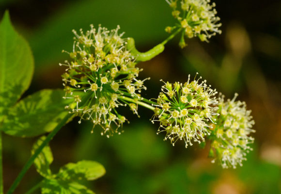 12611, , 24792724321_82d26c1290_c, , , image/jpeg, https://media.vtecostudies.org/wp-content/uploads/2022/07/08182802/24792724321_82d26c1290_c.jpg, 800, 676, Array, Array © Joshua Mayer