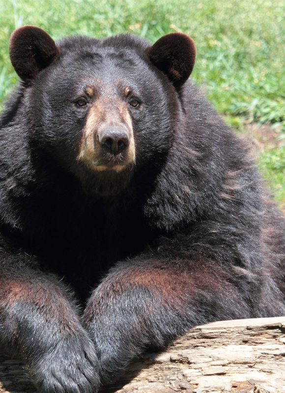 12601, , Ursus_americanus_PO_01, , , image/jpeg, https://media.vtecostudies.org/wp-content/uploads/2022/07/08182836/Ursus_americanus_PO_01.jpg, 1024, 1024, Array, Array © Cephas