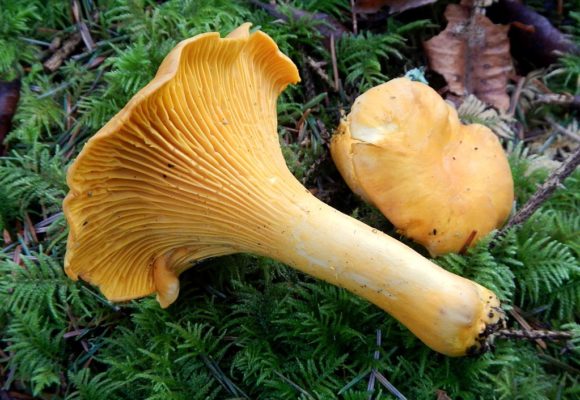12599, , 1024px-Cantharellus_formosus_371201, , , image/jpeg, https://media.vtecostudies.org/wp-content/uploads/2022/07/08182841/1024px-Cantharellus_formosus_371201.jpg, 1023, 747, Array, Array ©Ron Pastorino