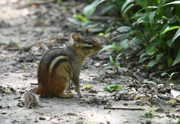 Eastern Chipmunk &copy; © Chrissy McClarren and Andy Reago