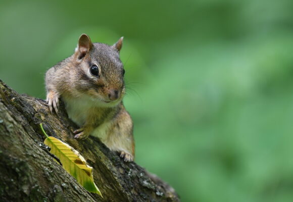 Eastern Chipmunk &copy; © Chrissy McClarren and Andy Reago