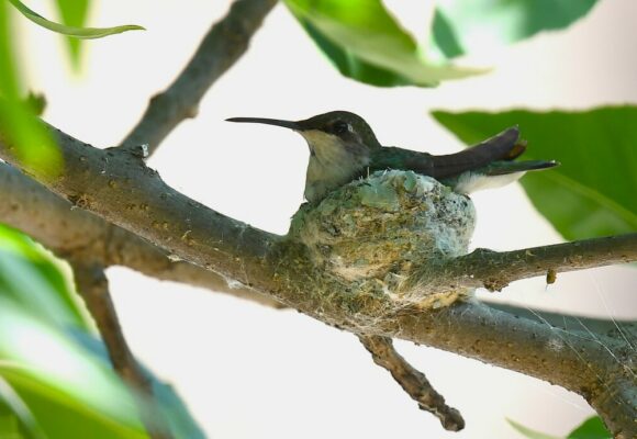 Ruby-throated Hummingbird Female on Nest &copy; © Chrissy McClarren and Andy Reago