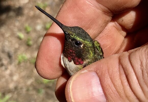 Ruby-throated Hummingbird Male &copy; © K.P. McFarland