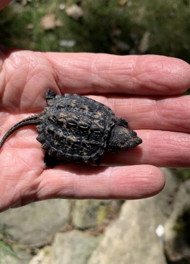 Common Snapping Turtle &copy; © Nancy Masterson