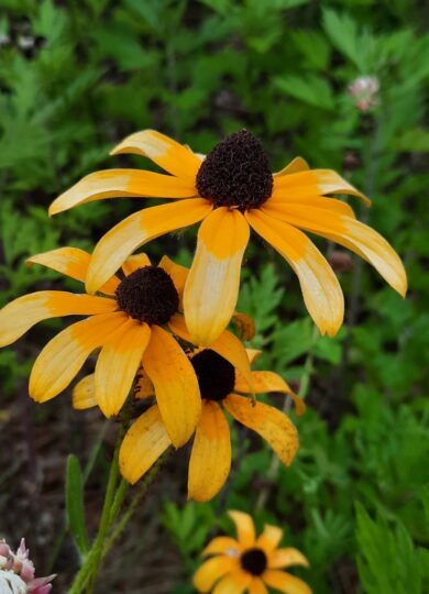 Black-eyed Susan &copy; ©  peakaytea (iNaturalist)