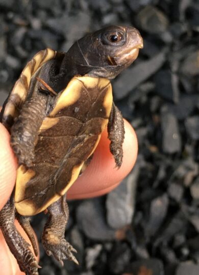 Eastern Box Turtle &copy; © Becky (iNatrualist)